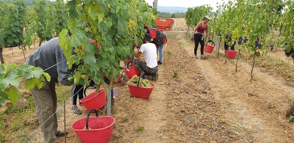 Vigneto Luteraia Foto: Luteraia.com